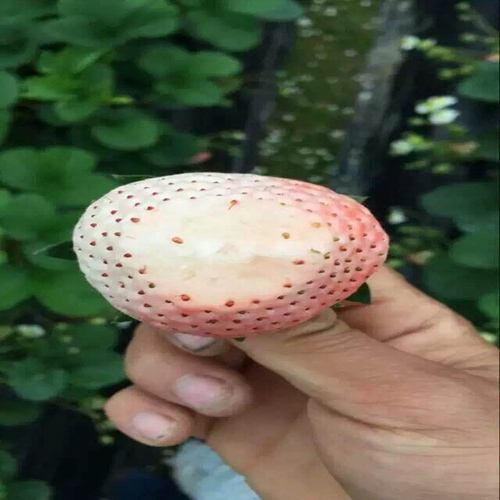 新闻蚌埠财宝草莓苗种植技术免费包教包会