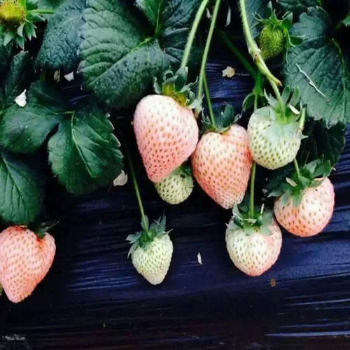 新闻资讯：阿勒泰r7号草莓苗便宜急售//价格行情