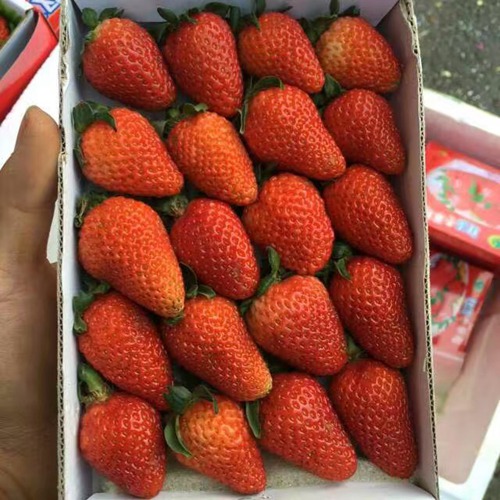 市场资讯岳阳公主草莓苗品种价格低包邮