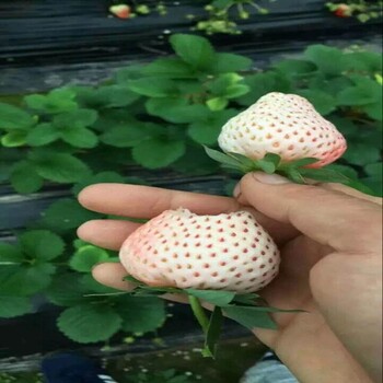 头条内江哈尼草莓苗出售0.3元一株