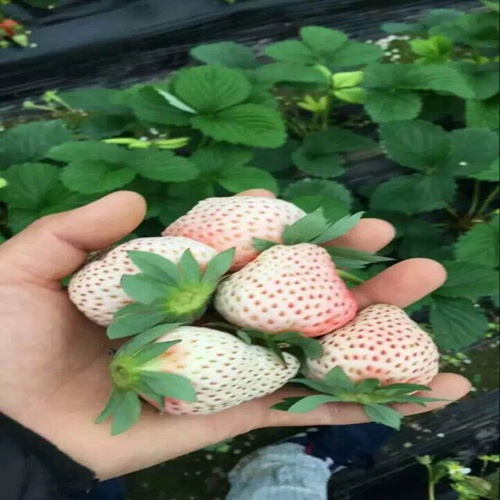 新闻资讯：博尔塔拉法兰地草莓苗便宜急售//送10%的新品种