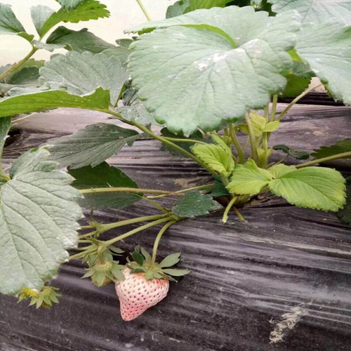 好消息玉溪京藏香草莓苗大量出售价格公道