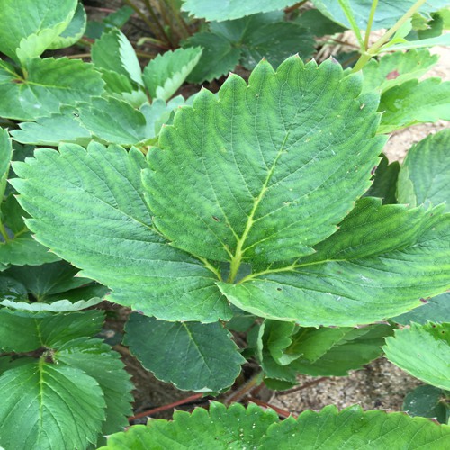 新闻资讯上饶美德莱特草莓基地有