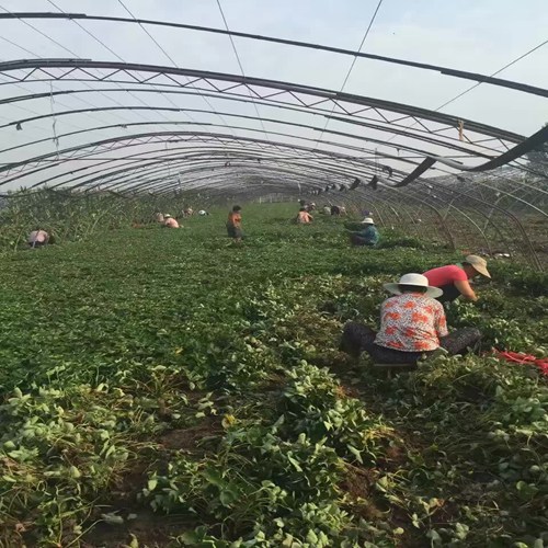 新聞資訊玉樹圣誕紅草莓苗哪里采購價(jià)格多少