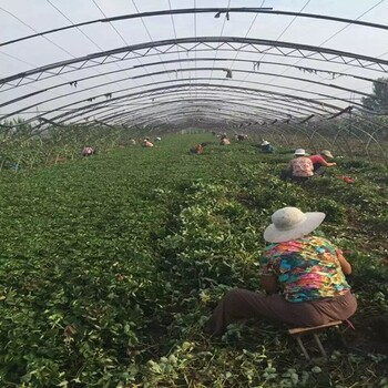 新闻资讯：黄南女峰草莓苗免费赠送技术资料