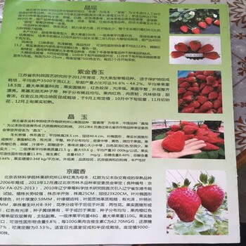 市場(chǎng)資訊臨沂寧峰草莓苗價(jià)格實(shí)時(shí)更新