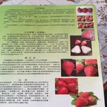 市场资讯鄂州吉早红草莓苗2018价格行情分析图片1