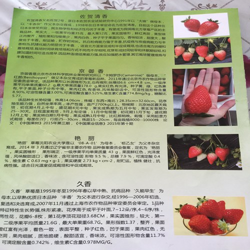 市场资讯晋城鲁旺草莓苗欢迎价格实惠