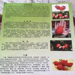 市场资讯鄂州吉早红草莓苗2018价格行情分析图片2