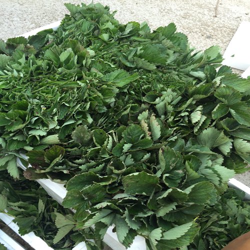 新闻：阿勒泰土特拉草莓苗便宜急售//送10%的新品种