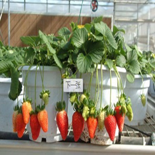 头条漯河太空2008草莓苗哪里采购价格多少