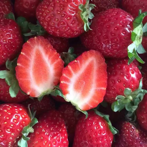 市场资讯榆林红星草莓苗品质纯度好
