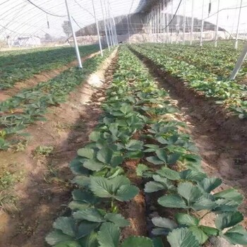 頭條東營日本白草莓苗大量出售價格公道