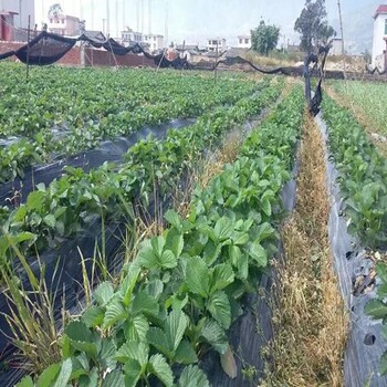 新闻资讯宿州天仙醉草莓苗种植技术免费包教包会