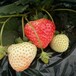 头条定西戈雷拉草莓苗哪里有便宜的