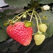 新闻资讯蚌埠玛利亚草莓苗专业基地质量有保证