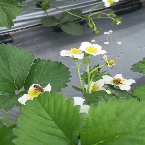 新聞資訊欽州美王四季草莓苗品質(zhì)好價格低放心選購