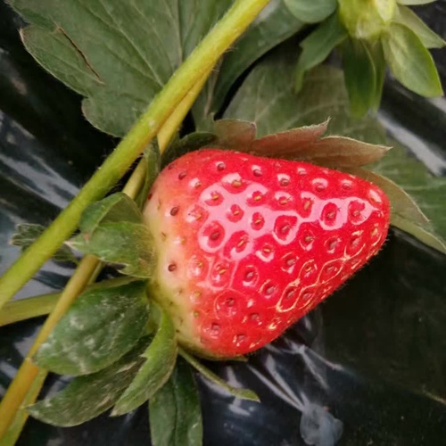 市场资讯六盘水弗吉尼亚草莓苗价格便宜运费包邮
