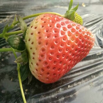 新闻头条淮南卡麦罗莎草莓苗规格质量好