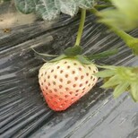 新闻日照章姬草莓苗品种价格低包邮图片2