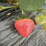 新闻日照章姬草莓苗品种价格低包邮图片5
