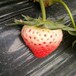 新闻头条阿拉善银雪金吉草莓苗品种纯正价格低包邮