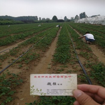 好消息十堰東麗草莓苗大量出售價格公道