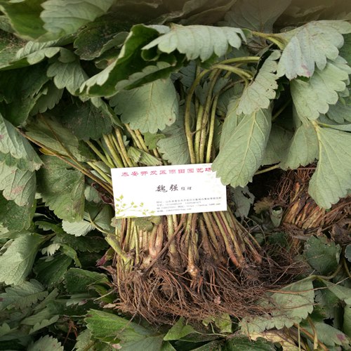 頭條六安蒙特瑞草莓苗規(guī)格好