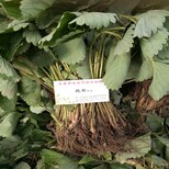 新闻资讯唐山蜀香草莓苗价格实时更新图片5