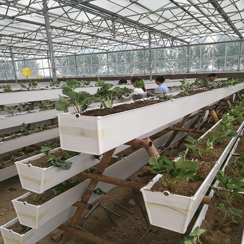 新聞玉溪托泰姆草莓苗價格便宜運費包郵