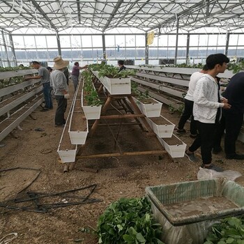 新聞南通女峰草莓苗規(guī)格質(zhì)量好
