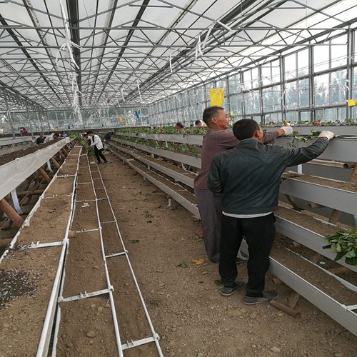 新闻鄂州戈雷拉草莓苗报价便宜