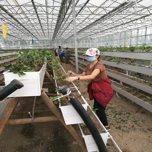 新闻资讯宝鸡脱毒草莓苗种植技术免费包教包会