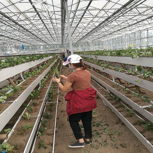 好消息濟(jì)寧泰爾瑪草莓苗價格實時更新
