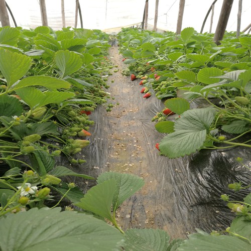 新闻头条抚州法兰地草莓苗价格实时更新