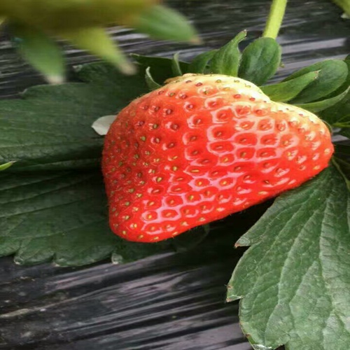 新闻资讯那曲麦特莱草莓苗大量出售价格公道