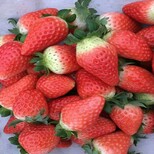 新闻资讯锡林郭勒哈尼草莓苗价格便宜产量高优惠销售价格0.4元一株图片1