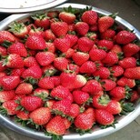新闻资讯锡林郭勒哈尼草莓苗价格便宜产量高优惠销售价格0.4元一株图片4