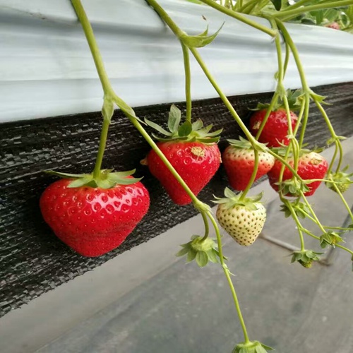 新闻资讯：聊城法兰地草莓苗新闻资讯//新品种价格