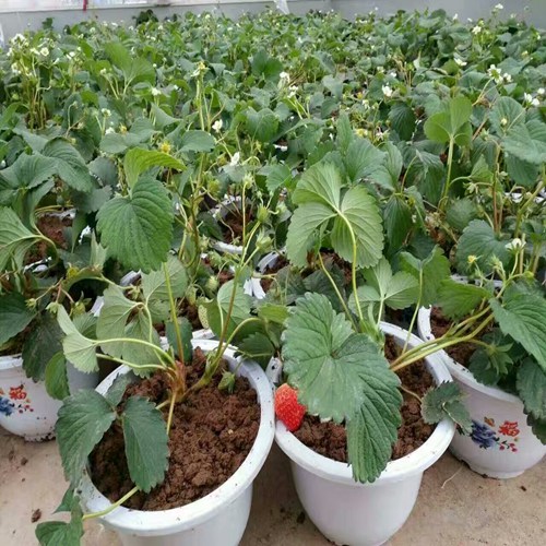 新闻鄂州戈雷拉草莓苗报价便宜