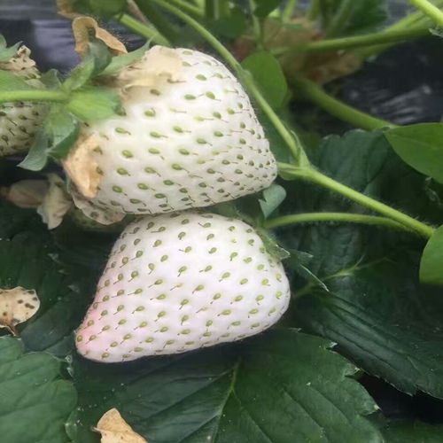 新闻头条锡林郭勒玛利亚草莓苗品质纯度好