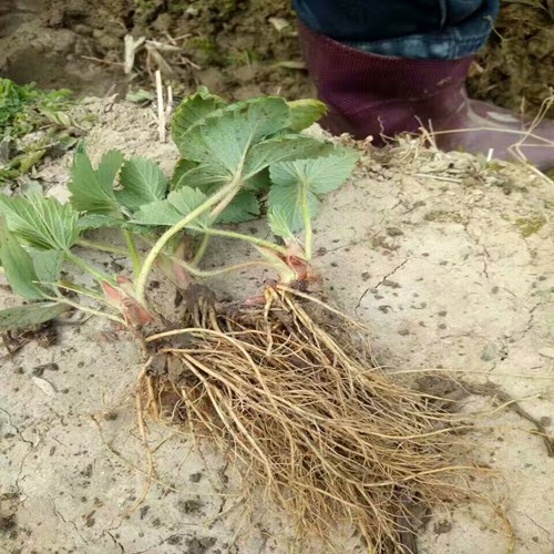 新闻资讯：常德鲁旺草莓苗 四毛钱一株加冰包邮