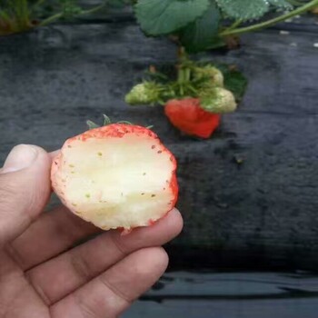 新聞資訊濟寧巧克力草莓苗大量出售價格公道