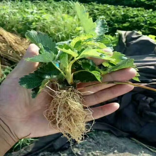 新闻资讯长治京桃香草莓苗基地有