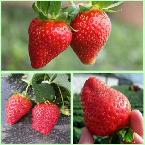 市场资讯晋城甜宝草莓苗哪里有便宜的