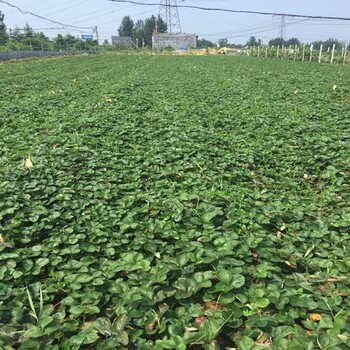 新闻头条淮南红宝草莓苗出售0.3元一株