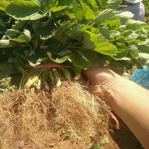 頭條玉溪桃熏草莓苗價格實時更新