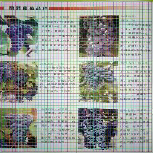 資訊：中衛(wèi)紫秋葡萄苗歡迎價格實惠
