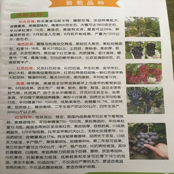 行情資訊：和田夏黑無核葡萄苗批發(fā)