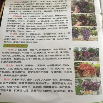 便宜出售：和田紫秋葡萄苗報價便宜